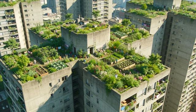 Neighbors tending lush rooftop gardens on high-rise terraces with raised beds and vegetables