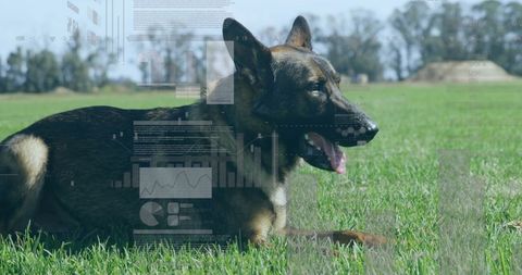 German Shepherd with Digital Interface and Data Elements - Download Free Stock Images Pikwizard.com