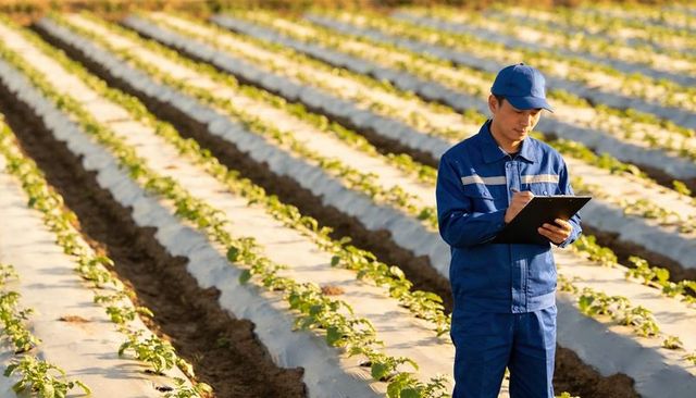 Inspecting agricultural technician recording crop data in sunlit plastic-mulched rows