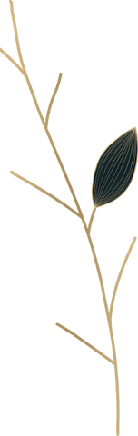 Elegant Botanical Branch with Charcoal Leaf on Transparent Background - Download Free Stock Videos Pikwizard.com