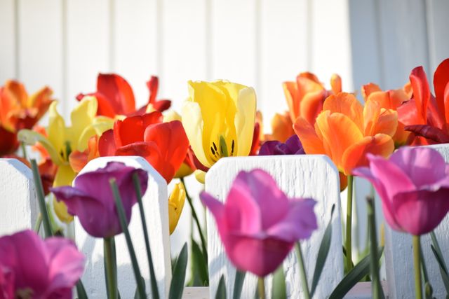 Vibrant Spring Tulips Blooming in Garden - Download Free Stock Photos Pikwizard.com