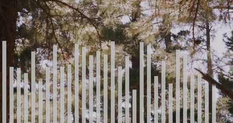 Sunlight Streaming Through Pine Forest Canopy with Graphic Overlay
