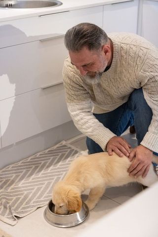 Man crouching steadying golden retriever puppy drinking from steel bowl in cozy kitchen