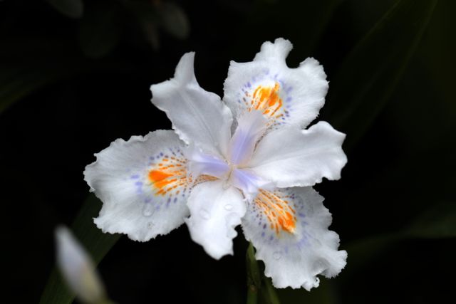 This close-up captures the intricate details of a white iris with yellow and purple patterns on its petals. Ideal for use in nature blogs, gardening tutorials, botanical studies, or decorative prints. The high level of detail provides an excellent visual for educational materials or relaxation apps focused on nature scenes.