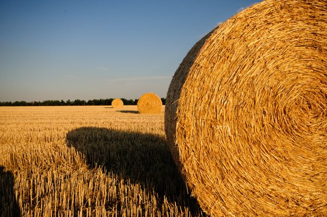 Golden hay bales resting in a harvested field under evening light, portraying a tranquil rural scene. This image can be used for agricultural advertisements, countryside landscape promotion, or nature-related content. Ideal for illustrating calm and peaceful settings, perfect for rustic or pastoral themes.