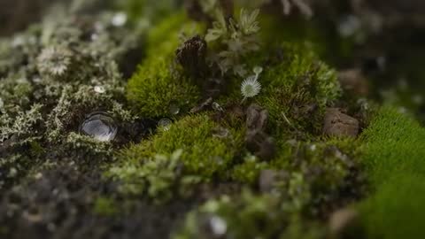 Dewy Emerging Bud on Moss Ecosystem
