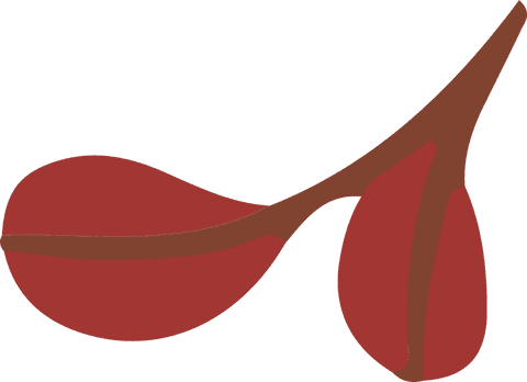 Flat design botanical illustration of red seed pods on transparent background