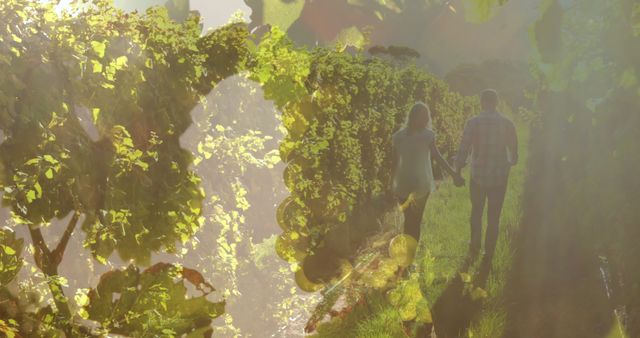 Romantic Couple Holding Hands in Vineyard Walk - Download Free Stock Images Pikwizard.com