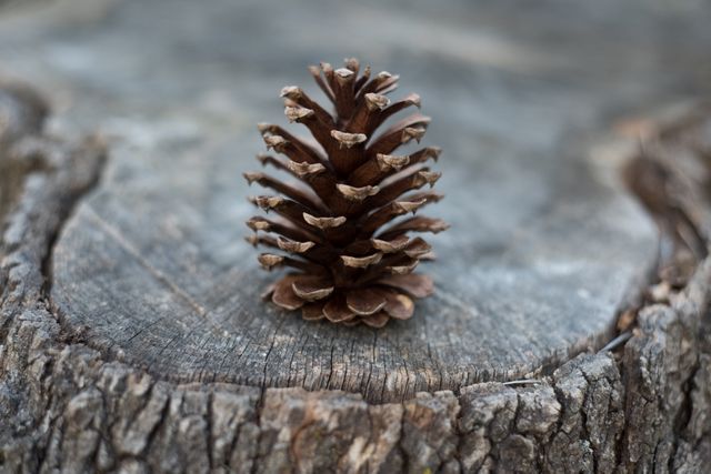 This close-up image of a pinecone on a rustic tree stump captures the essence of nature and the outdoors. The earthy tones and textures highlight the detailed form of the pinecone, making it ideal for use in nature-themed projects, fall decorations, forest conservation materials, or educational content on natural elements.
