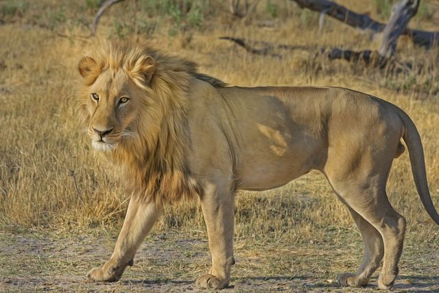 Majestic Male Lion Striding in Dry Forest - Download Free Stock Photos Pikwizard.com