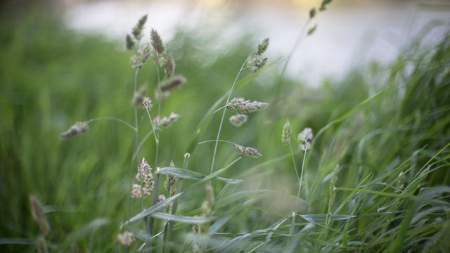 Depicts close-up view of wild grasses in sunlight with a blurred background, capturing natural beauty and serenity. Ideal for use in nature blogs, environmental websites, relaxation and meditative content, or backgrounds emphasizing the simplicity of nature.