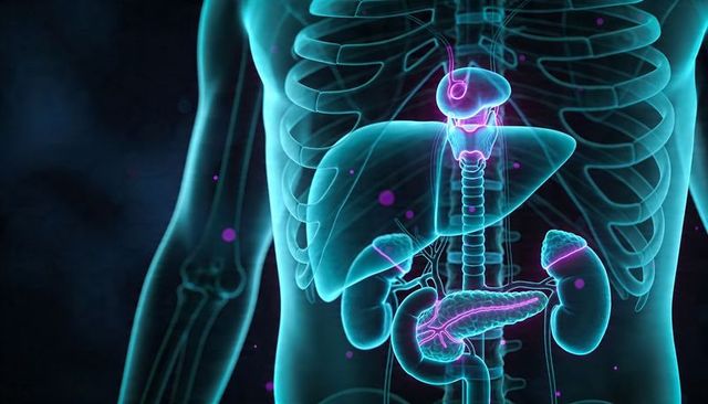 Neon 3d medical illustration highlighting pancreas, liver, kidneys, rib cage, spine