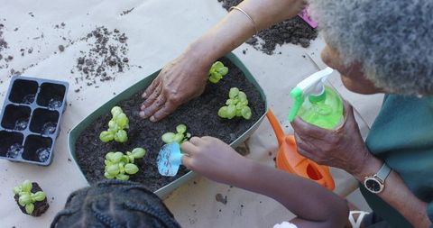 Senior woman teaching child gardening, planting seedlings, multigenerational bonding
