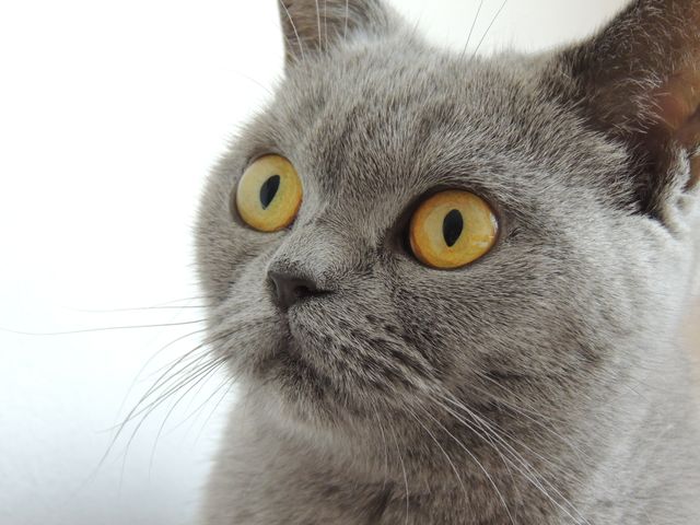 Close-up of a grey cat showcasing its bright yellow eyes and detailed whiskers. Excellent for use in articles about pets, feline behavior, or animal care. Can be used for pet adoption websites, veterinary advertisements, and social media posts focusing on cute pets. Suitable for blogs about cat breeds, particularly British Shorthairs.