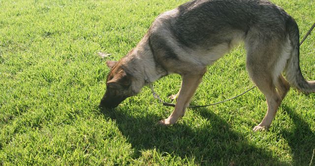 A German Shepherd dog is sniffing the grass during a walk in a sunny park, with copy space. Its keen sense of smell is at work as it explores the outdoor environment.