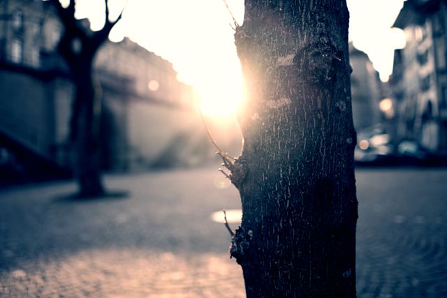 Morning Sunlight Shining Through Urban Street Trees - Download Free Stock Photos Pikwizard.com