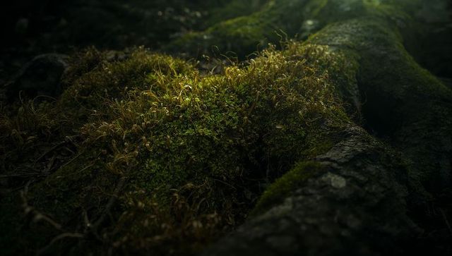 Glistening Moss Carpet Illuminating Exposed Tree Root in Dark Woodland Understory