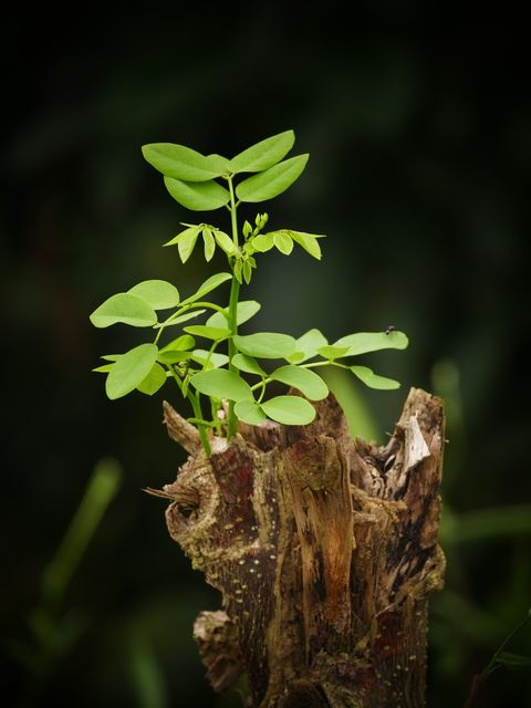 Depicts a young plant growing from an old tree stump in a forest, symbolizing regeneration and new beginnings. Ideal for use in articles and campaigns related to nature conservation, growth, and environmental initiatives.