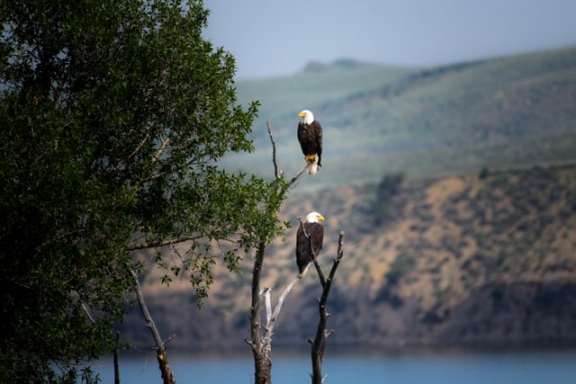 Two Bald Eagles Perched on Tree Branches Overlooking a Lake - Download Free Stock Photos Pikwizard.com