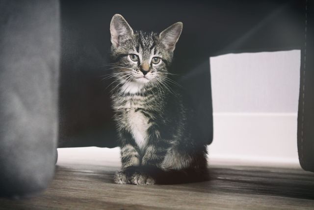 Image shows adorable tabby kitten sitting on wooden floor, perfect for illustrating pet care articles, promoting cat adoption, or decorating homes with adorable feline photos. Ideal for websites, blogs, and promotional materials.