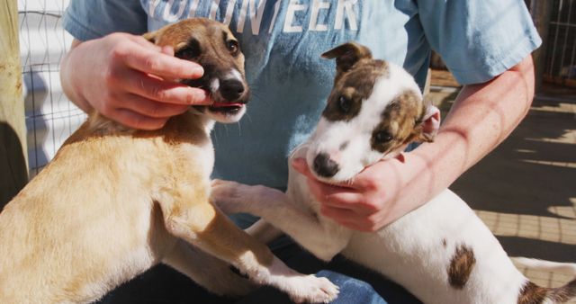 This image features a volunteer playing with two adorable puppies, indicating a caring and loving environment. The setting suggests a pet shelter, emphasizing themes of animal care, pet adoption, and community service. This image can be used for promoting animal shelters, pet adoption campaigns, volunteer work, and articles about responsible pet ownership.