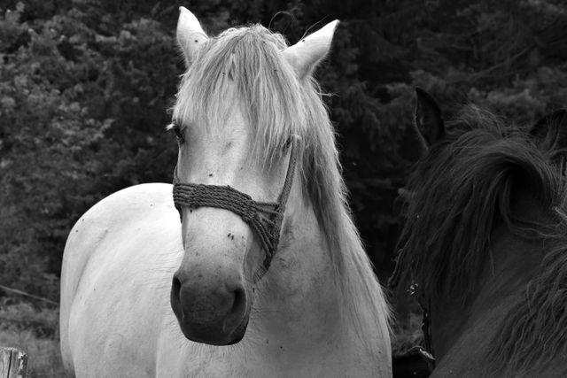 This photo depicts a white horse wearing a simple harness against a backdrop of trees, captured in black and white. Suitable for use in articles or blogs related to horses, nature, countryside living, or animal care. Ideal for websites, presentations, or social media posts focused on rural life and equestrian themes.