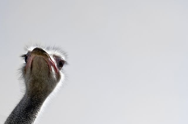 An ostrich gazing curiously at the camera, showing a close-up view of its head and neck against a clear sky. This can be used for nature documentaries, wildlife educational materials, animal behavior studies, or travel promotions oriented towards safari experiences.