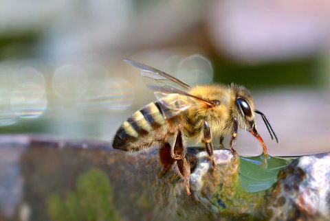 Honeybee Drinking Water From Pond Edge