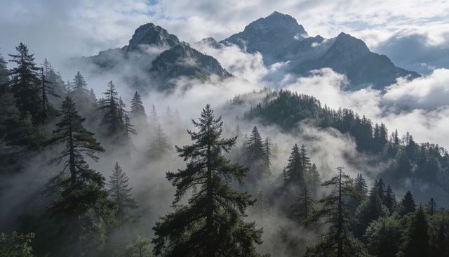 Pine forest rising through low fog on alpine peaks with sunlit mountain ridges