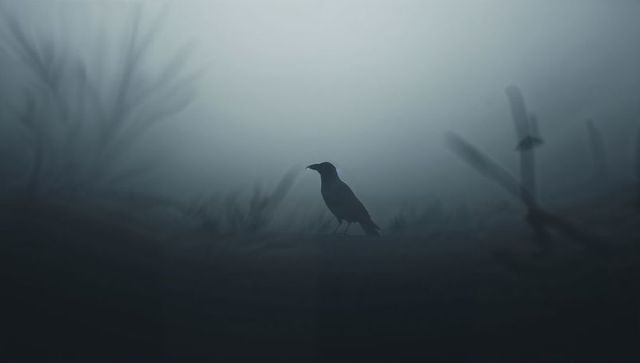 Mysterious crow silhouette in foggy marsh at dawn