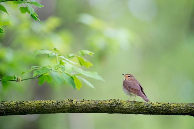 Brown Bird on Tree Branch during Daytime - Download Free Stock Photos Pikwizard.com