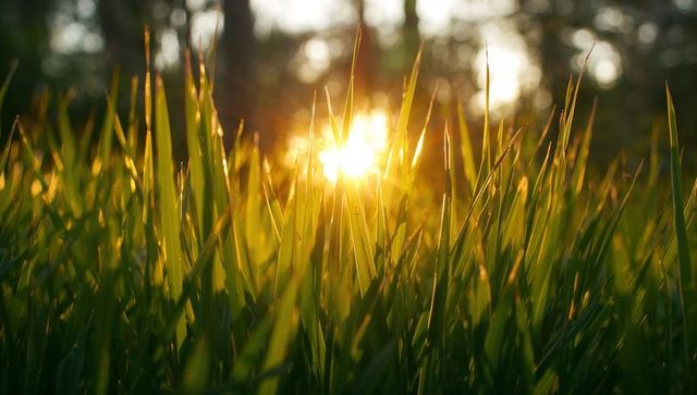 Sunburst backlit tall grass catching golden light at ground level with bokeh highlights