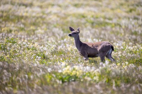 Solitary deer standing in sunlit wildflower meadow with soft bokeh background