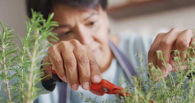 Senior Woman Trimming Fresh Herbs in Garden - Download Free Stock Images Pikwizard.com