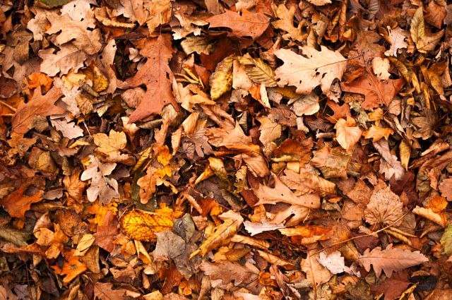 Colorful Autumn Leaves Background in Fallen Foliage - Download Free Stock Photos Pikwizard.com