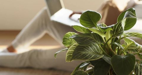 Working remotely on laptop from couch behind variegated houseplant in sunlit living room