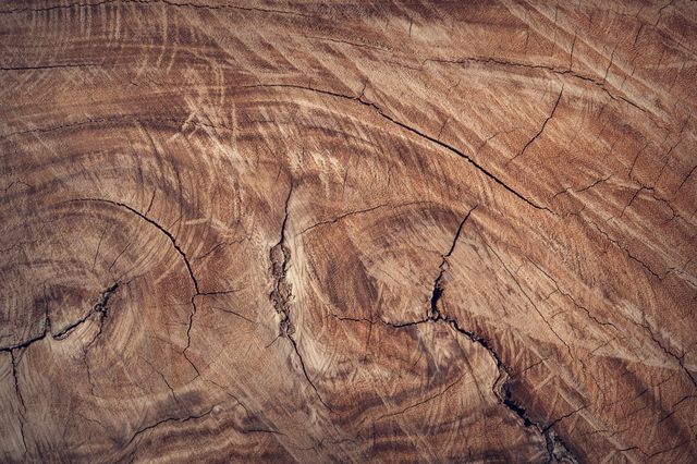Detailed close-up of tree trunk showing natural textures, cracks, and rings. Useful for background images, nature themes, woodworking projects, rustic designs, and organic patterns.