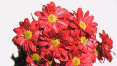 Vibrant Red Daisies in Rainfall Slow Motion