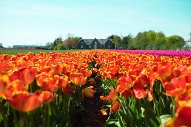 Wide expanse of vibrant tulip fields in full bloom with a distant house and trees. Ideal for spring season promotions, nature-themed advertisements, agricultural publications, gardening websites, and scenic landscape prints.