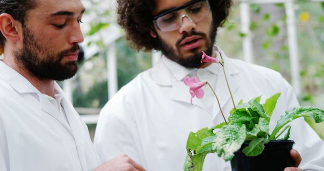 Two male botanists are examining a flowering plant in a greenhouse. Both are wearing white lab coats and protective glasses, focused on the plant. This could be useful for content related to botanical research, plant science, horticulture studies, scientific teamwork, and educational materials about botany or laboratory practices.
