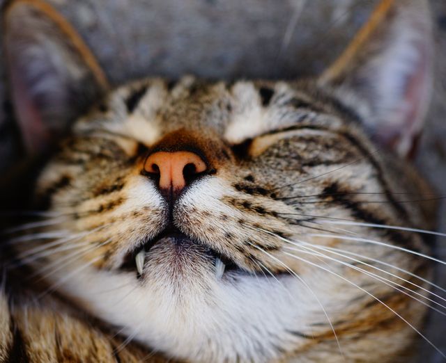 Close-up showing cat sleeping peacefully. Could be used for articles about cat care, pet health, relaxation techniques, or meditation visuals. Ideal for newsletters, blogs, or cat-themed social media posts.