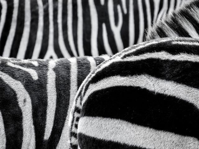 Black and White Zebra Pattern - Download Free Stock Photos Pikwizard.com