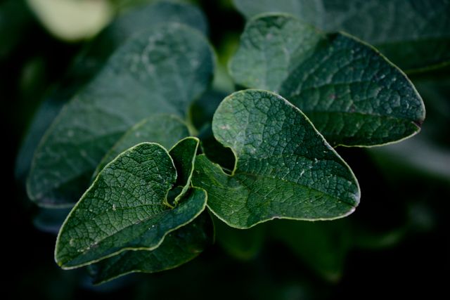 Close-up of green heart-shaped leaves with detailed texture and dramatic lighting. Ideal for backgrounds, nature-themed designs, garden blogs, botanical studies, environmental campaigns, and organic product marketing.