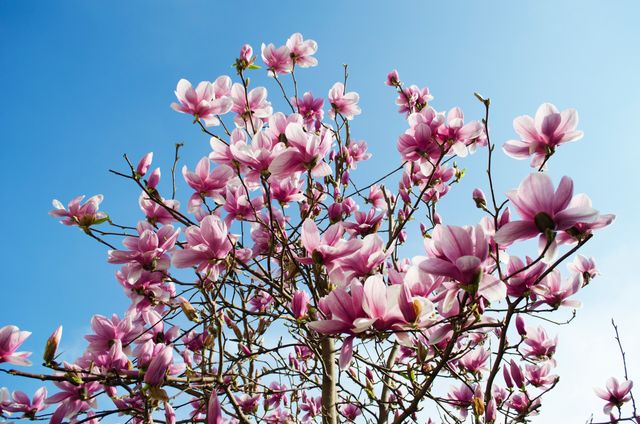 Magnolia tree displaying beautiful pink blossoms against a bright blue sky. Perfect for spring-themed designs, nature backgrounds, and gardening publications. Ideal for adding a touch of freshness and beauty to websites, brochures, and greeting cards.