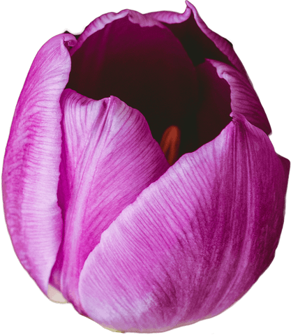 elegant purple tulip showing intricate petal texture - Download Free Stock Videos Pikwizard.com