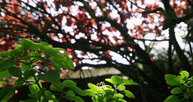 Sunlight Shining Through Red and Green Foliage - Download Free Stock Images Pikwizard.com