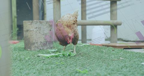 Digital Interface and Chicken on Lawn Depicting Data Analysis