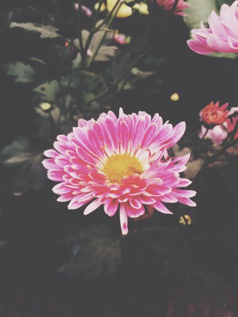 Close-Up of Blooming Pink Chrysanthemum Flower - Download Free Stock Photos Pikwizard.com