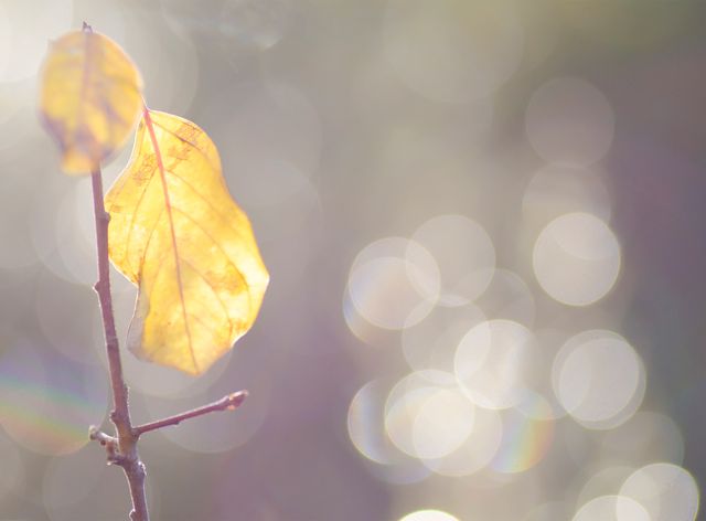 Close-Up of Golden Autumn Leaf with Bokeh Background - Download Free Stock Photos Pikwizard.com