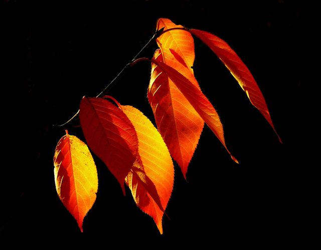 Bright autumn leaves in red and orange are standing out against a black background. Perfect for seasonal themes, nature-related projects, backgrounds for graphics, greeting cards, and posters emphasizing the beauty of fall foliage.